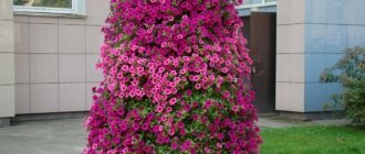 Что представляют собой вертикальные клумбы